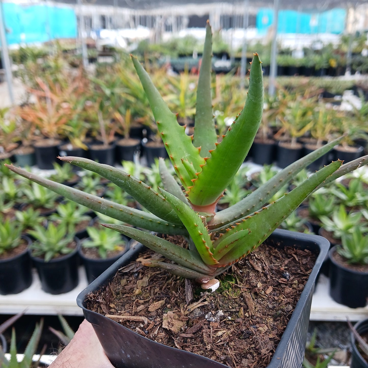 Aloe "Moonglow" in 4in pot