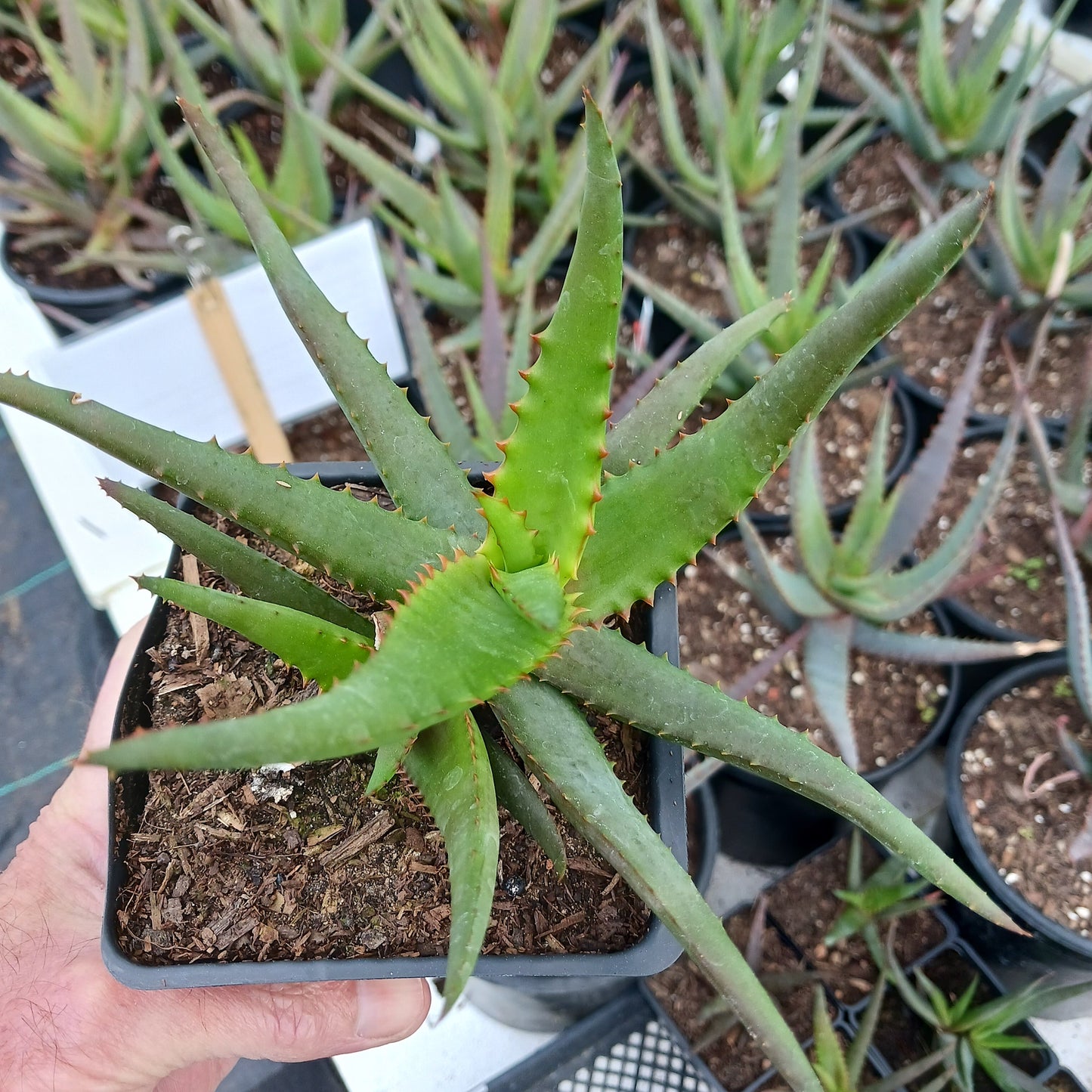 Aloe "Moonglow" in 4in pot