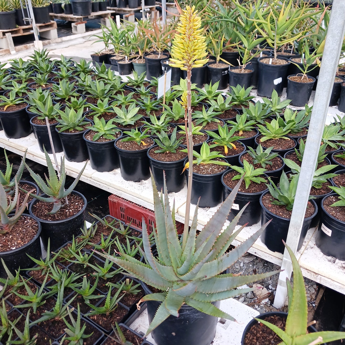Aloe "MoonGlow" - 4in