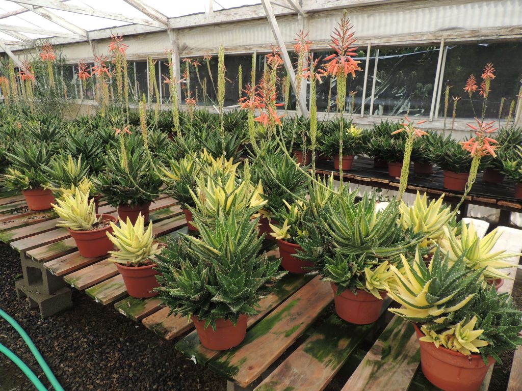 Aloe nobilis