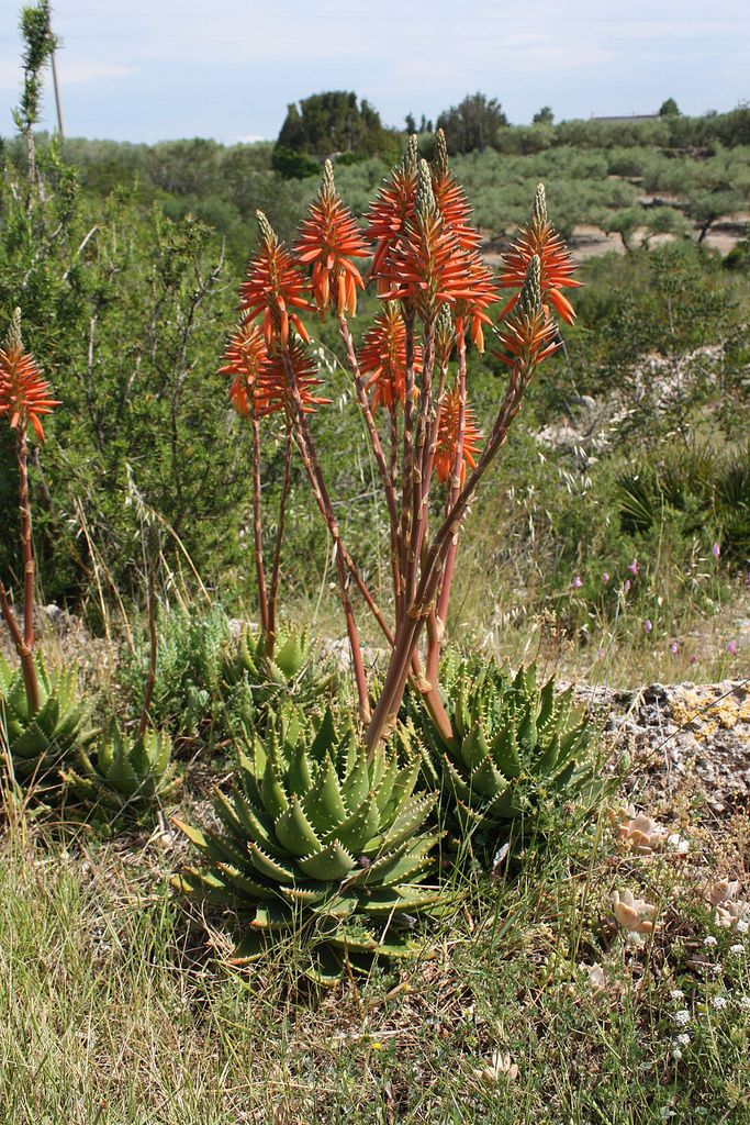 Aloe nobilis in bloom
