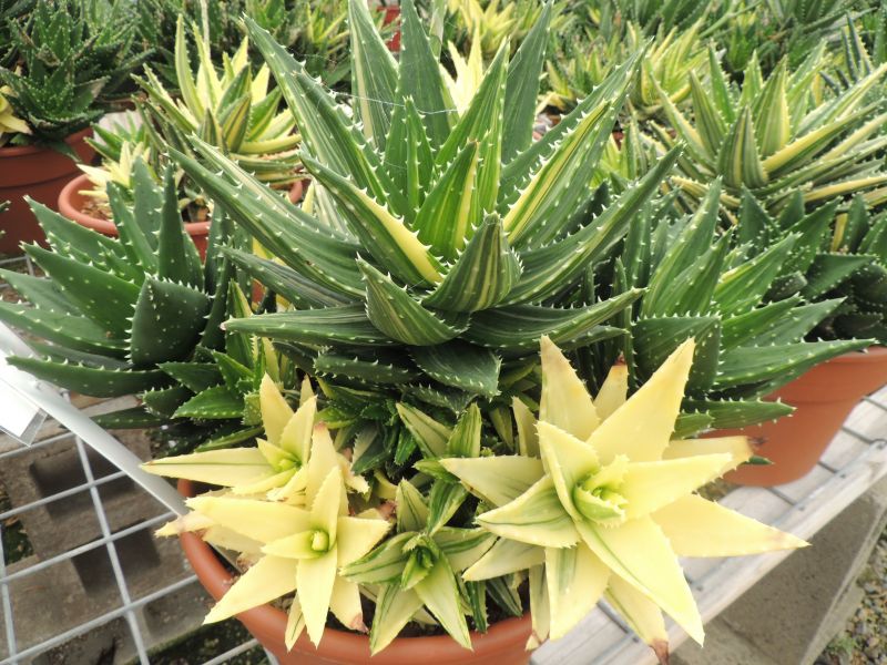 Aloe nobilis