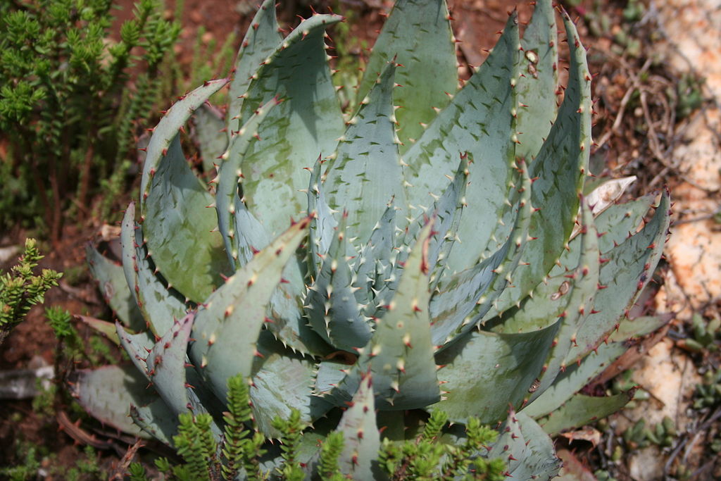 Aloe peglerae