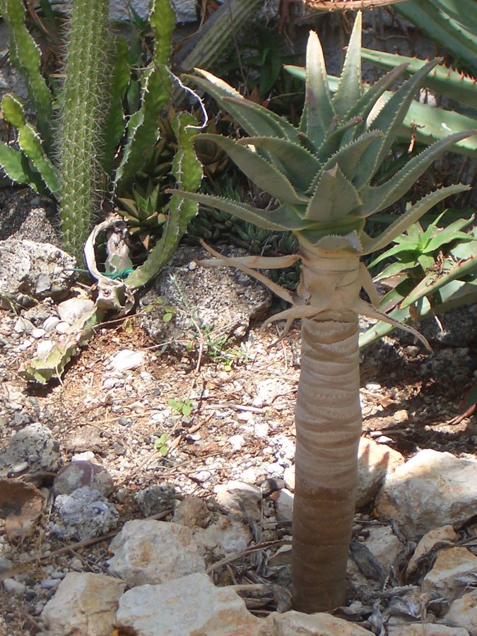 Aloe pillansii