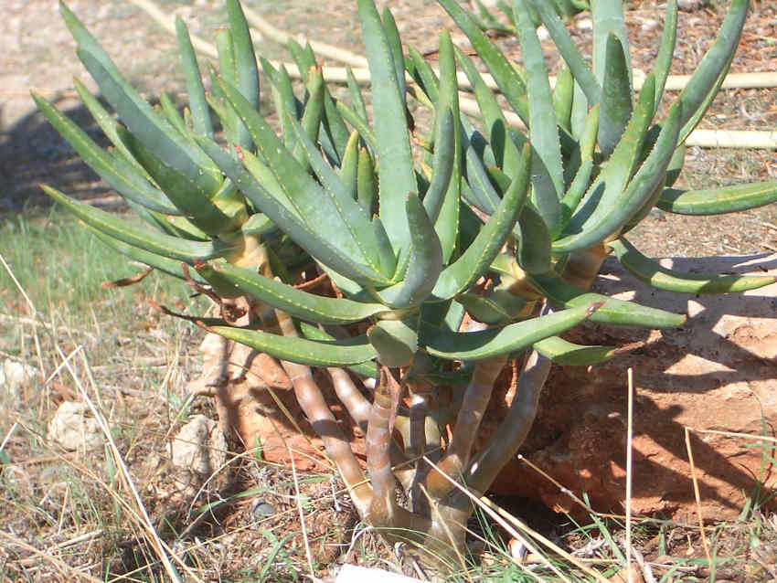 Aloe ramosissima