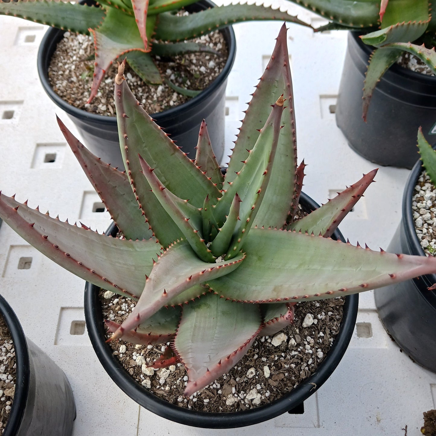 top view of Aloe reitzii in a 3ga nursery pot