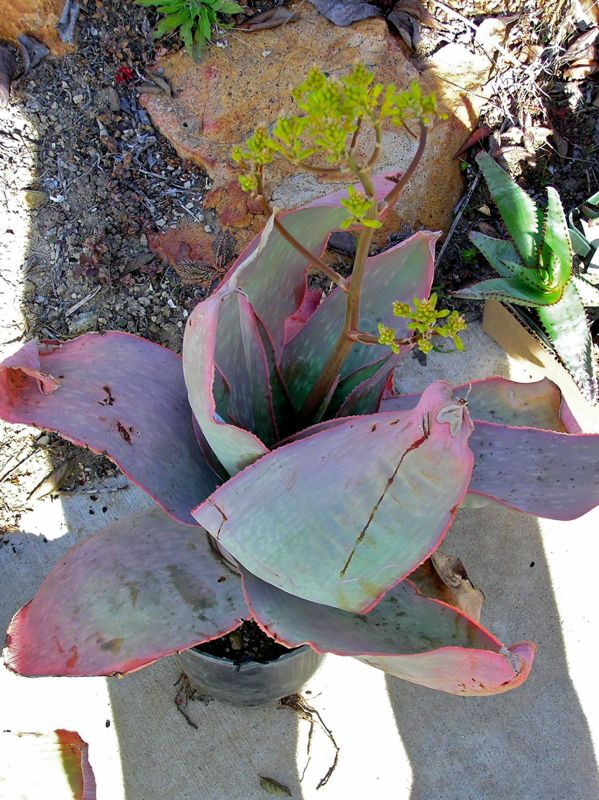 Aloe reynoldsii in bloom
