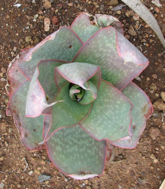 Aloe reynoldsii view from top