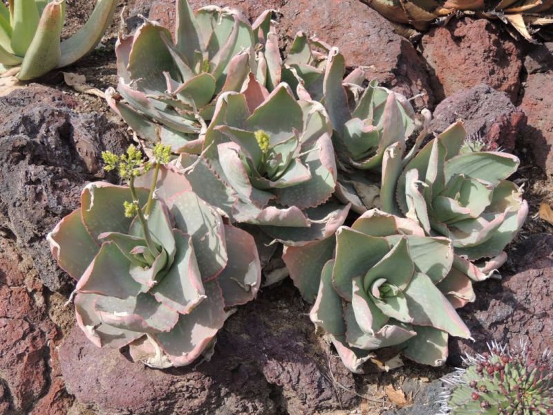 colony of Aloe reynoldsii