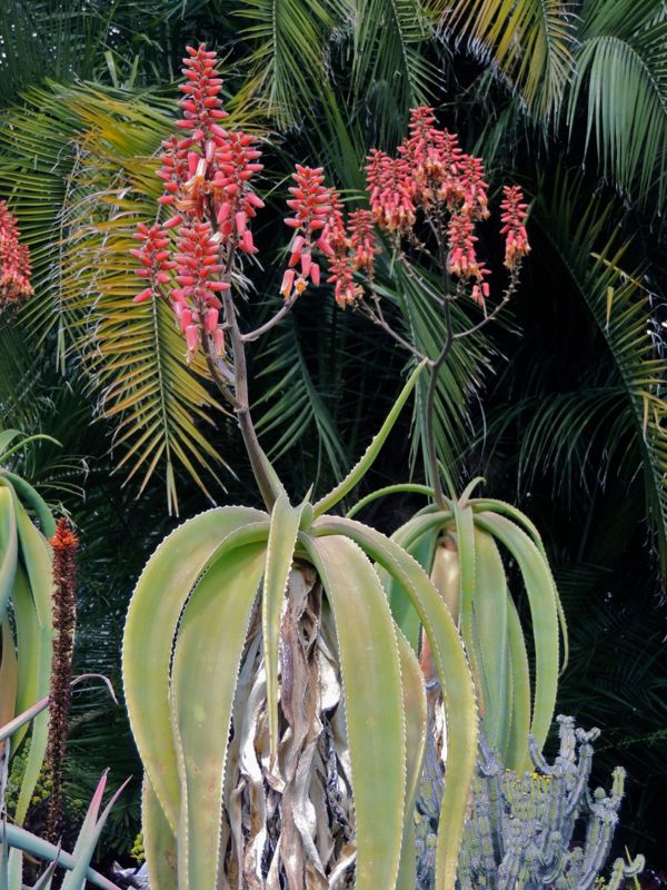 Aloe sabaea