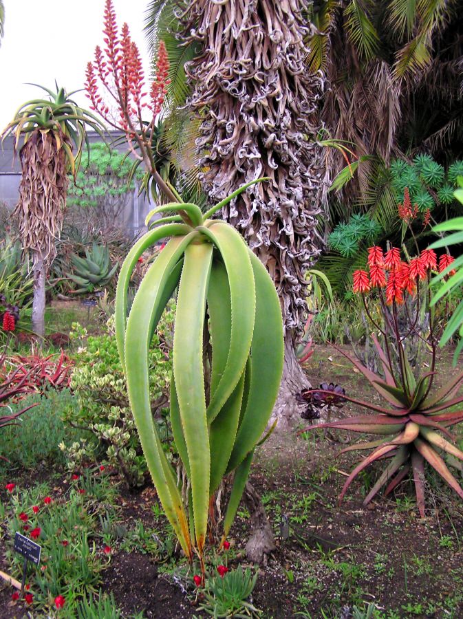 Aloe sabaea