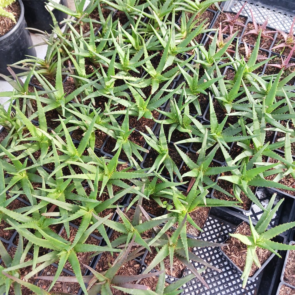 Aloe Safari Orange - 4in