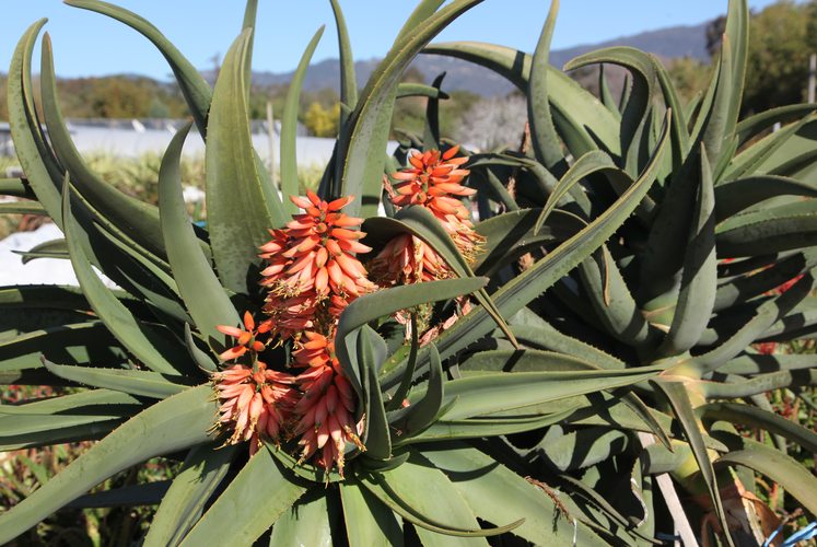 Aloe "Samson" in flower