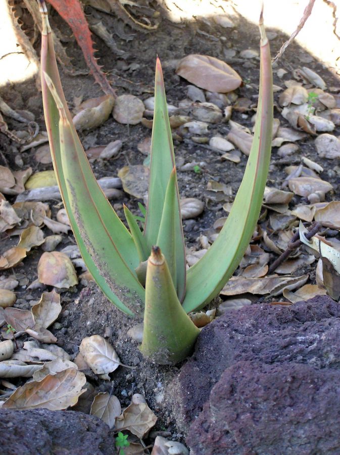 Aloe scobinifolia