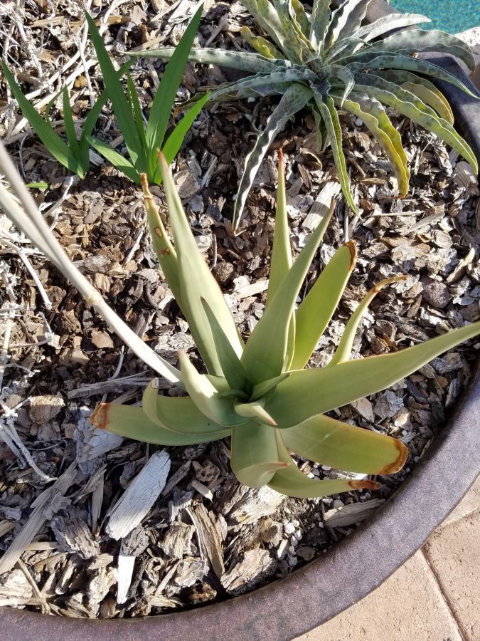 Aloe scobinifolia