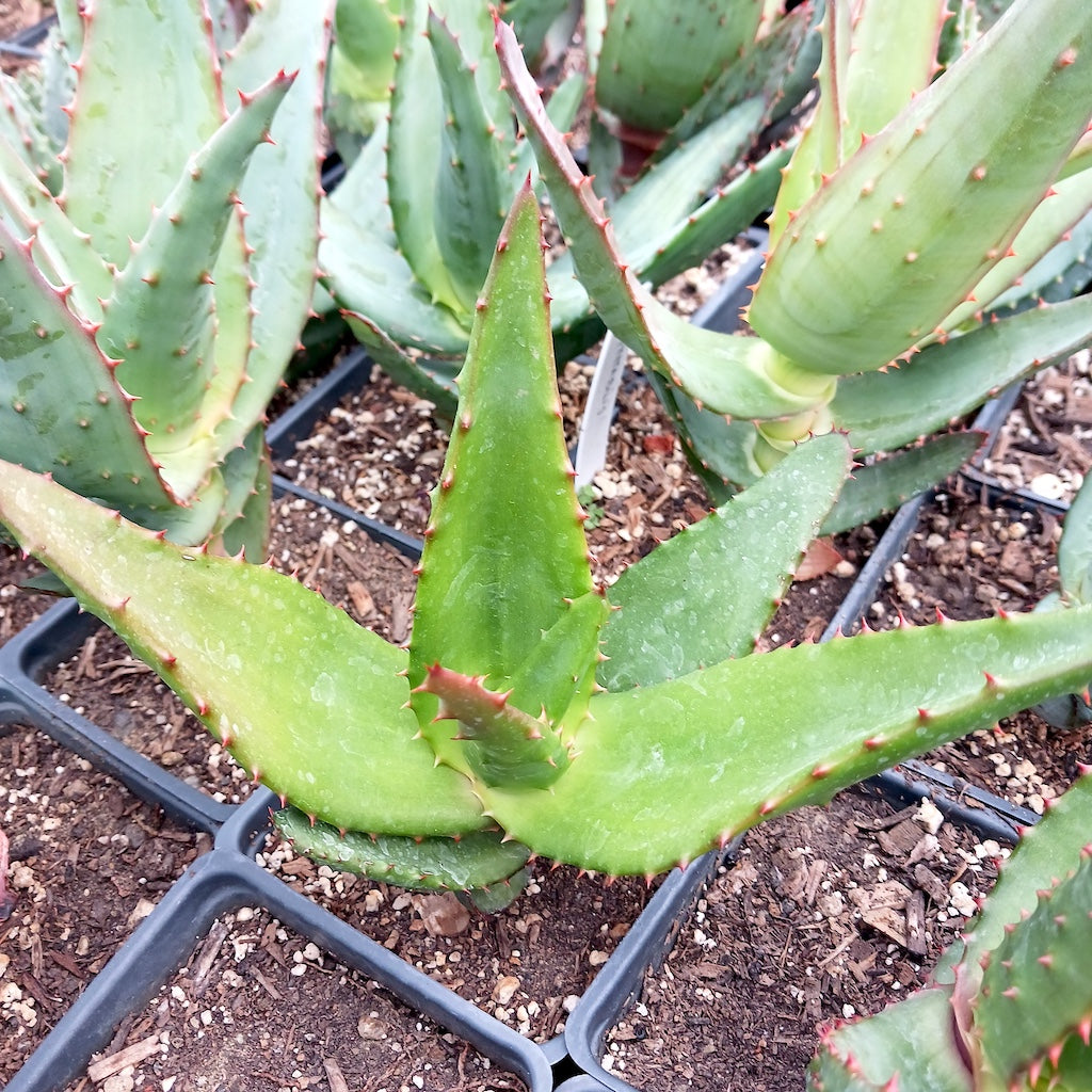 Aloe spectabilis in 4in container