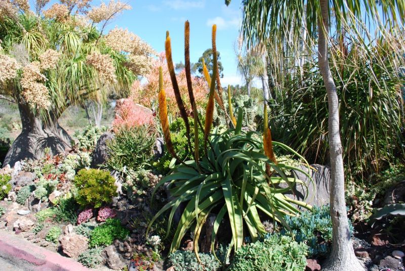 Aloe spicata in bloom