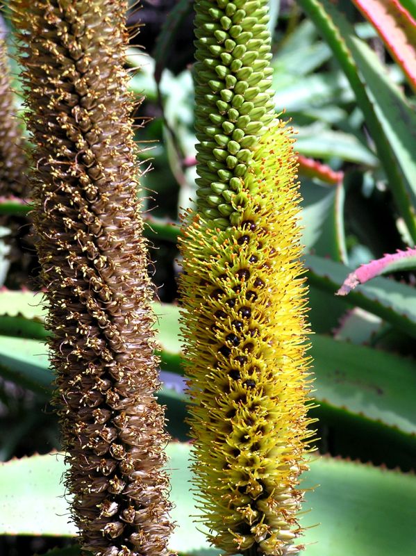 Aloe spicata flower close up