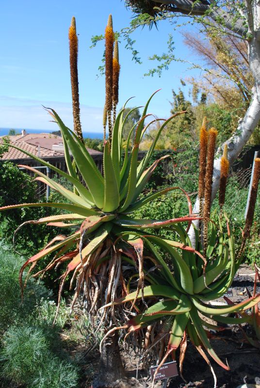 Aloe spicata in bloom