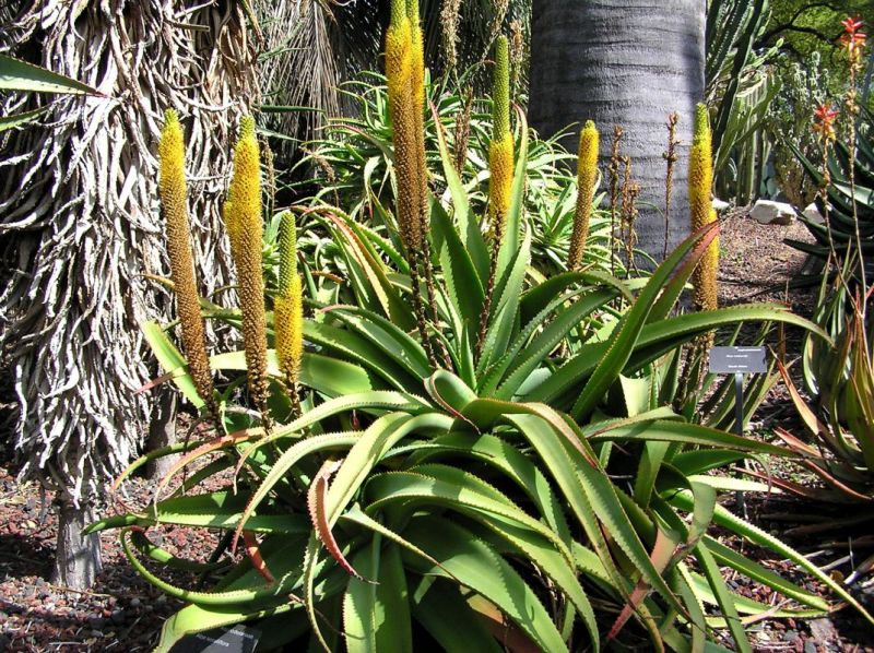 Aloe spicata in bloom