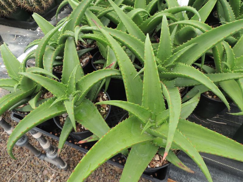 Aloe spicata