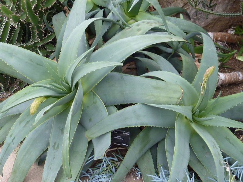 Aloe spicata