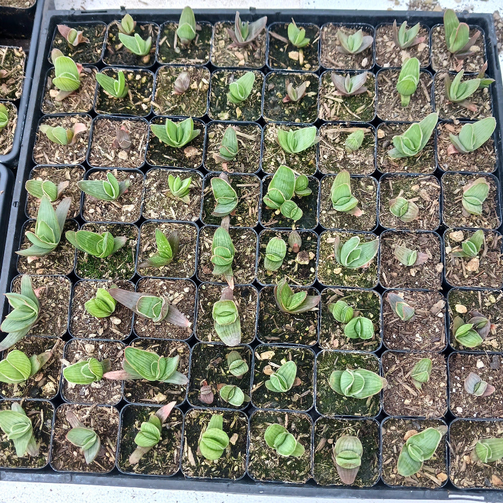 flat of young Coral Aloes