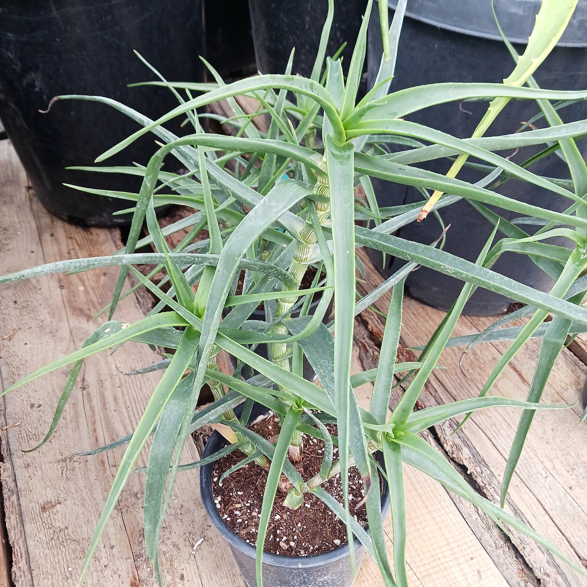 Aloe striatula in 1ga pot