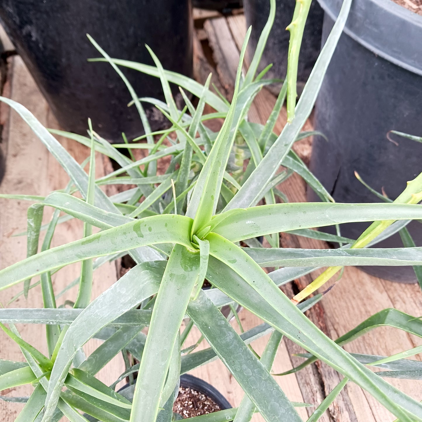 Aloe striatula top view