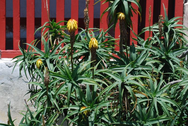 Aloe striatula