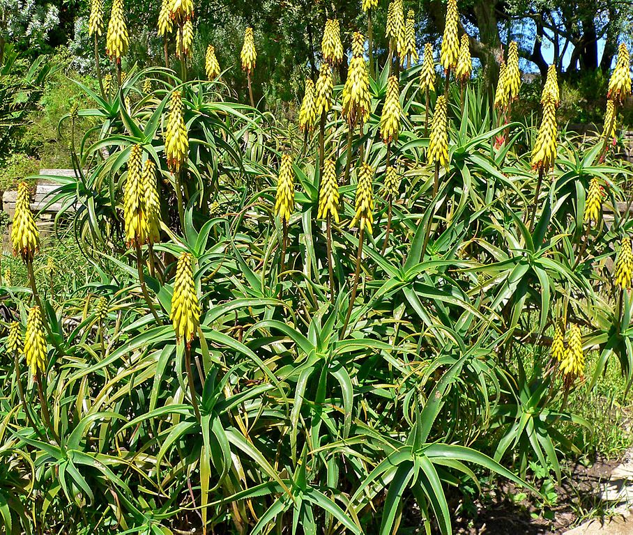 Aloe striatula mature colony in bloom