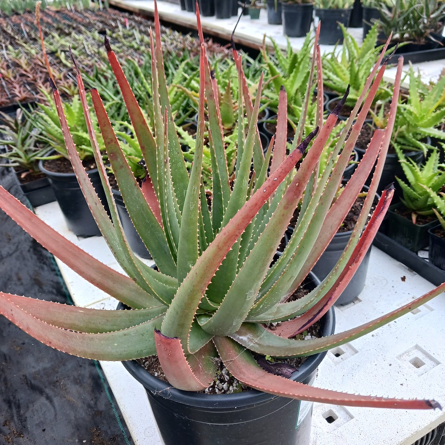 Aloe succotrina in 5ga nursery pot