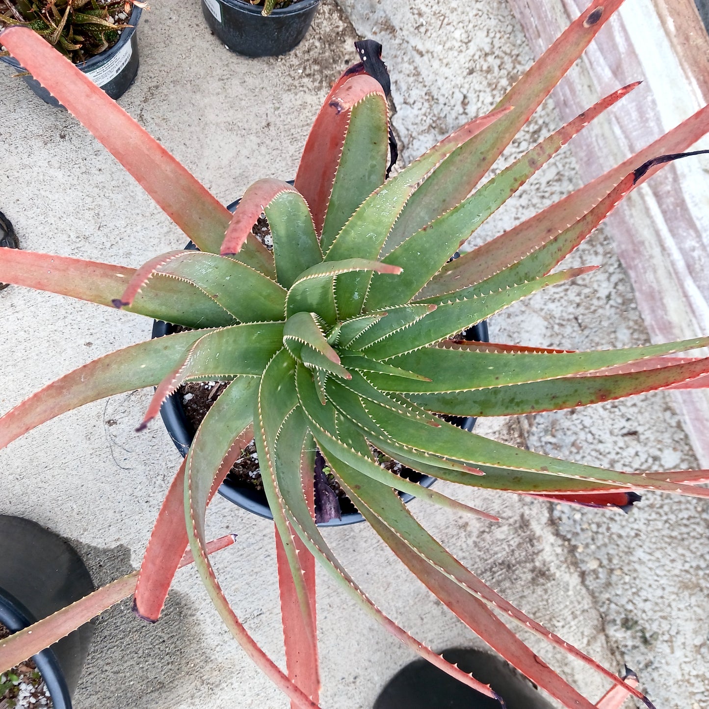 top view of Aloe succotrina in 5ga nursery pot