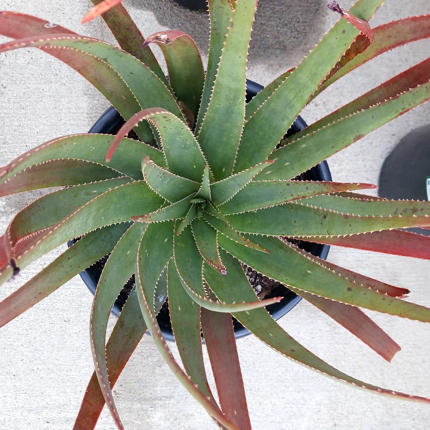 top view of Aloe succotrina in 5ga nursery pot