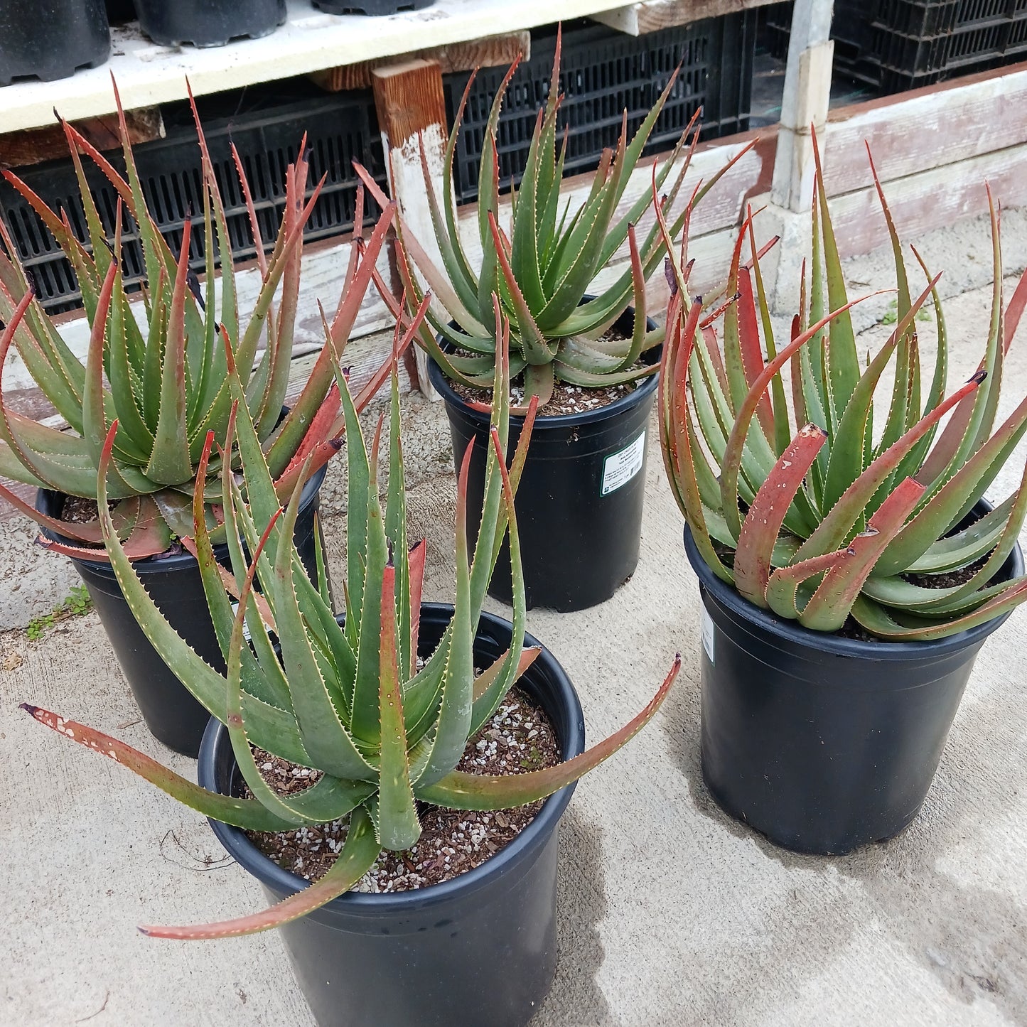 Several Aloe succotrina in 5ga nursery pots