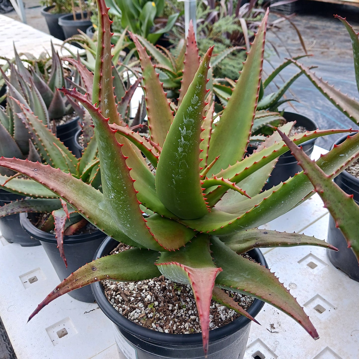 Aloe "Superman" in 5ga container