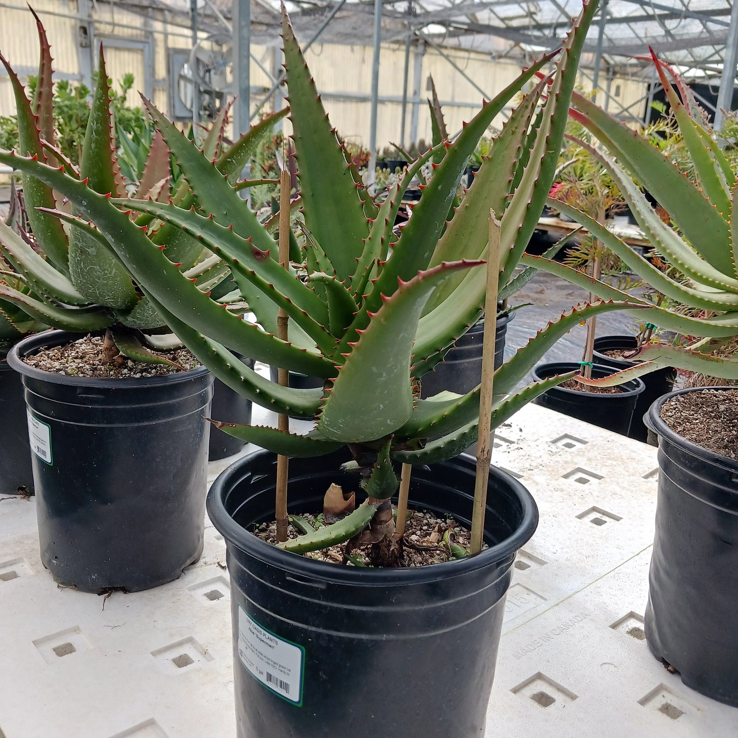 Aloe "Superman" in 5ga container
