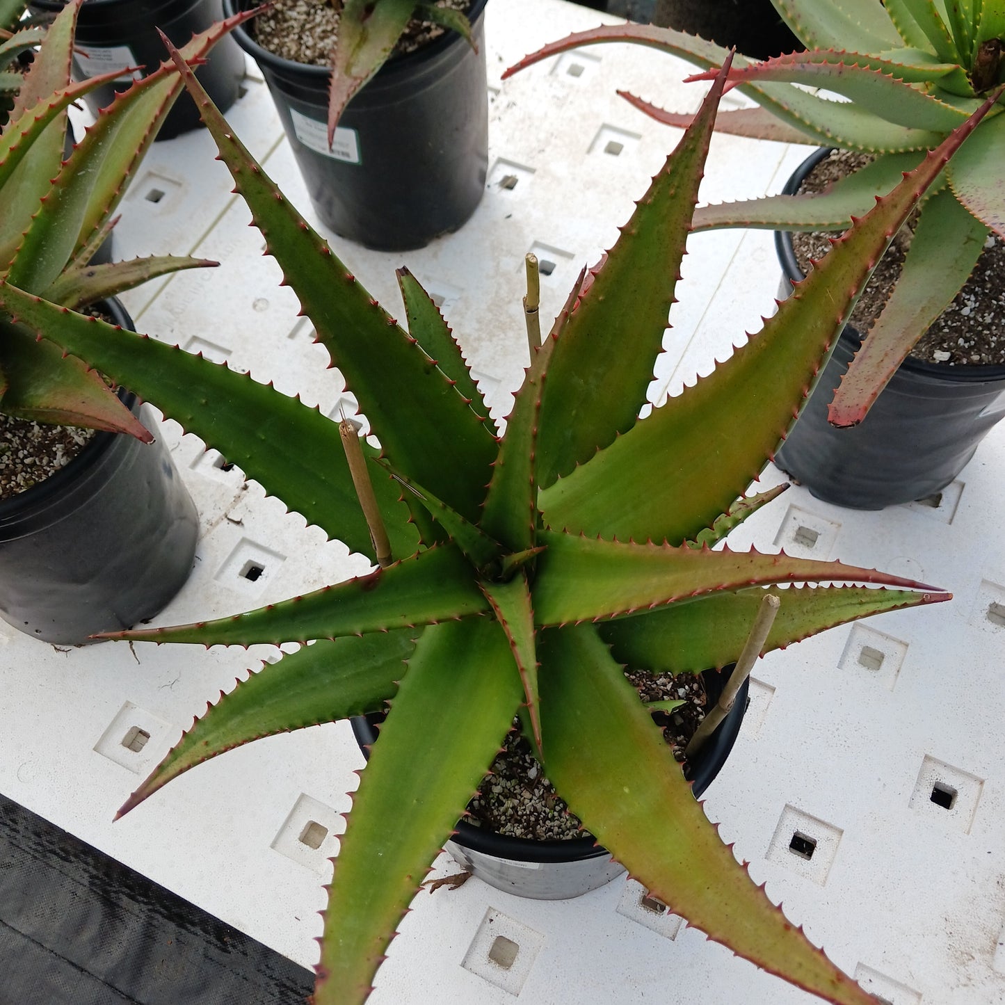 top view of Aloe "Superman" in 5ga container