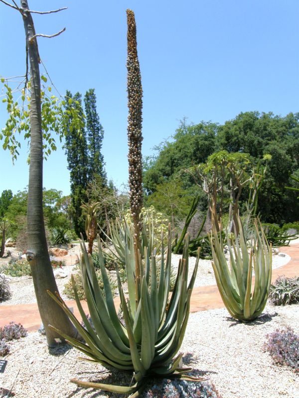 Aloe suzannae
