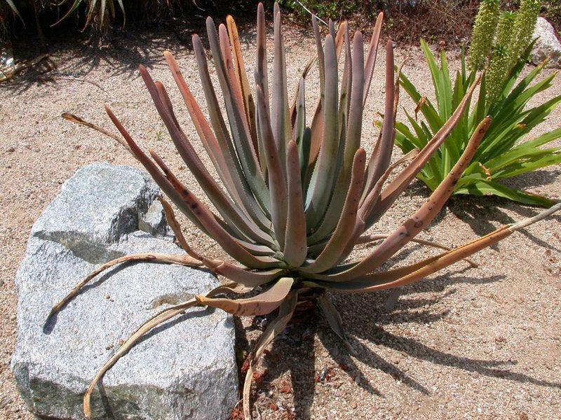 Aloe suzannae