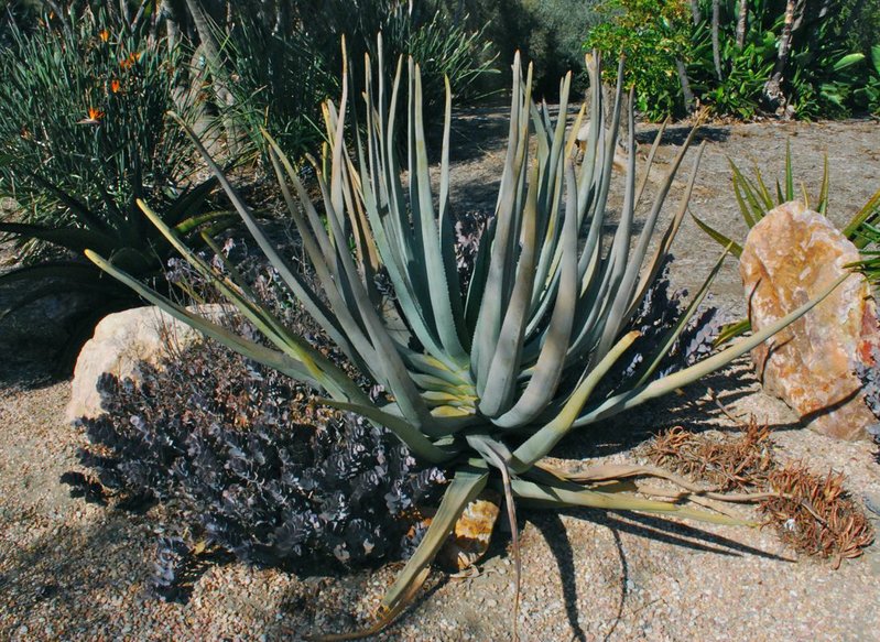 Aloe suzannae