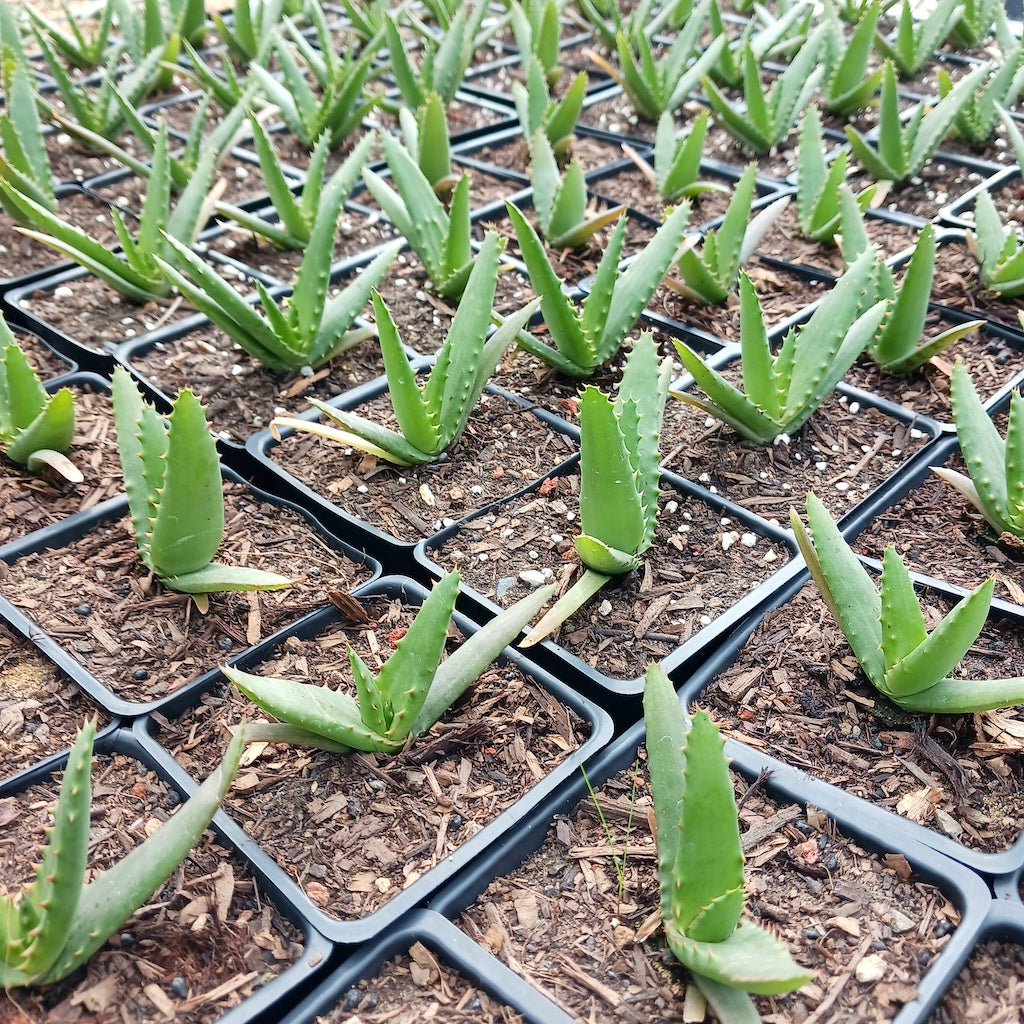 Aloe arborescens x ferox ‘Tangerine’ in 4in container