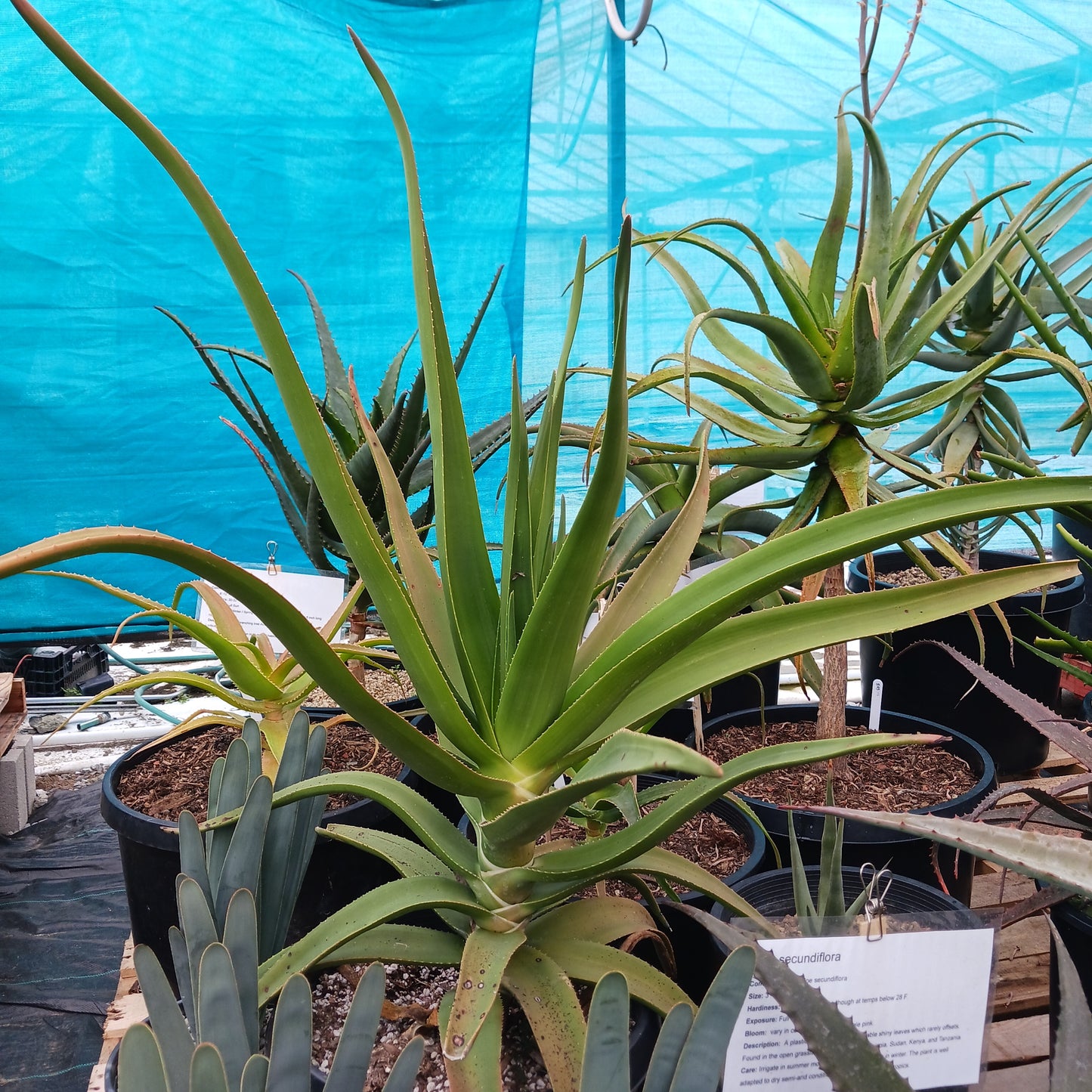 Aloe tongaenesis "Medusa" in 7 gal nursery pot