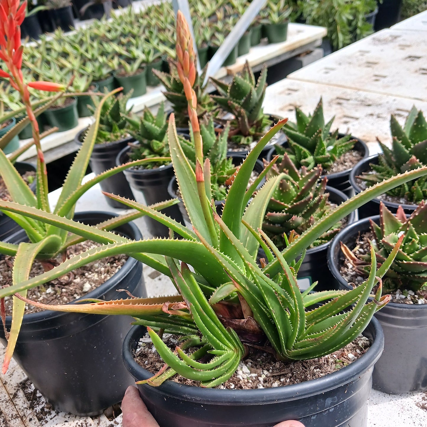 Aloe "Topaz" in 2ga container