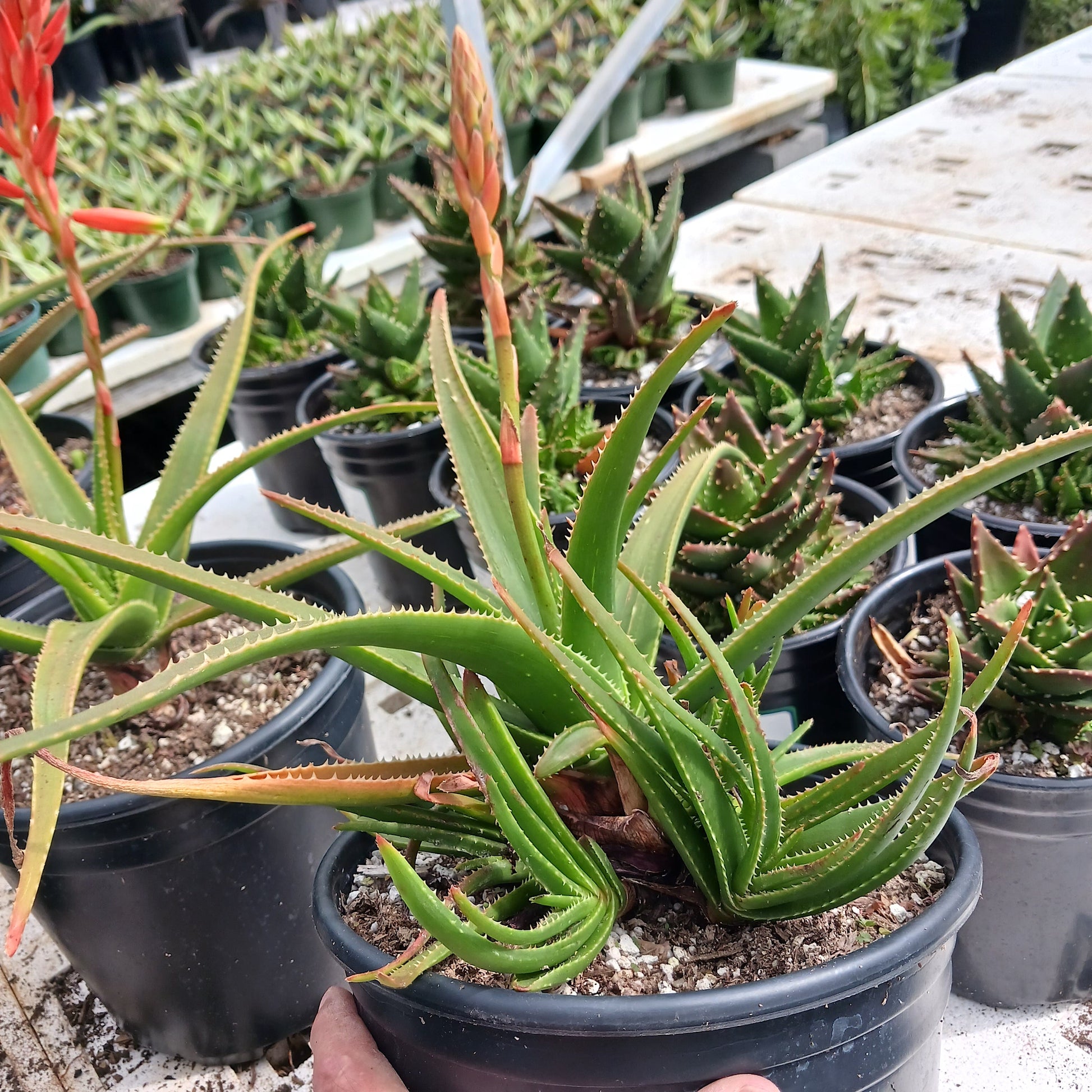 Aloe "Topaz" in 2ga container