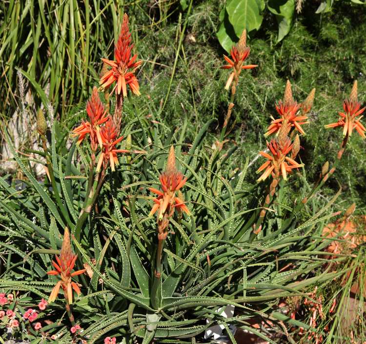 Aloe Topaz