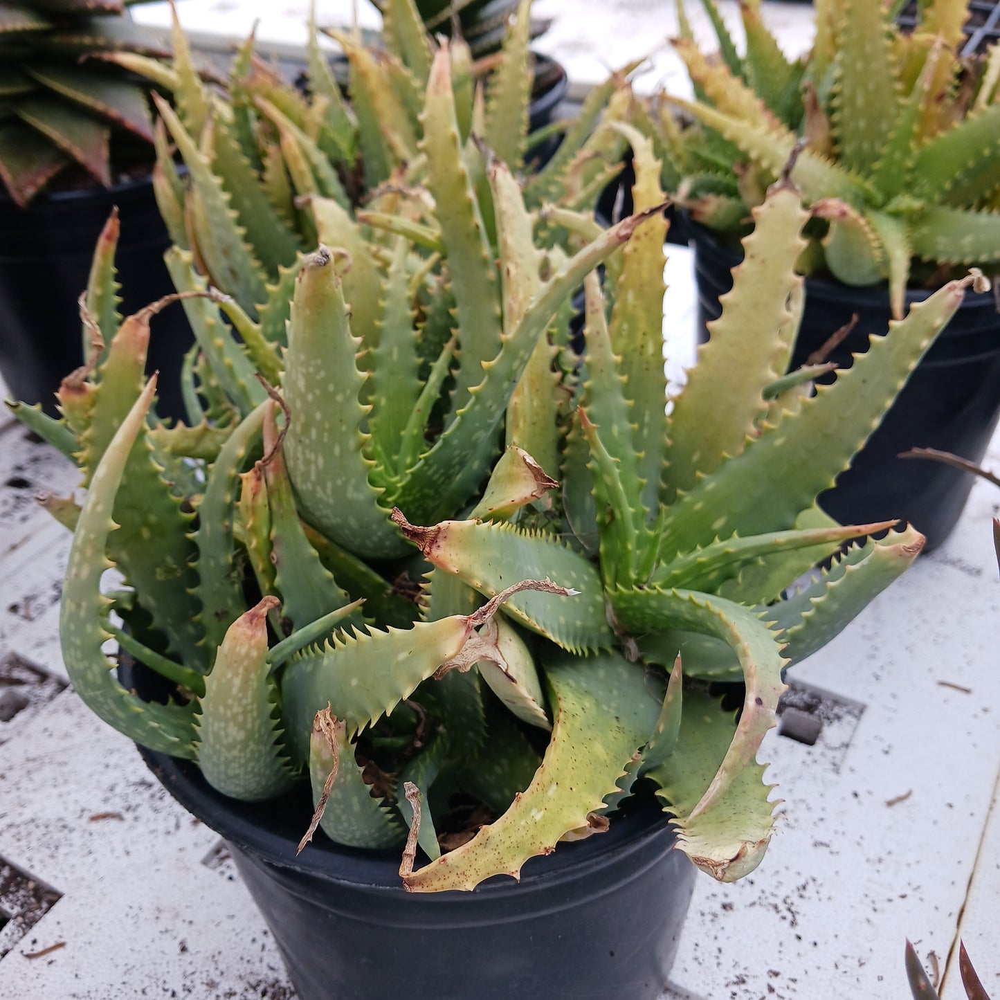 Aloe tororoana in 2ga nursery pot