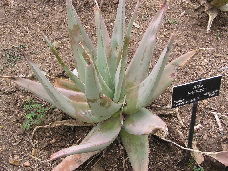 Aloe vacillans