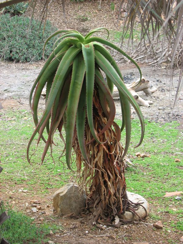 Aloe vaotsanda