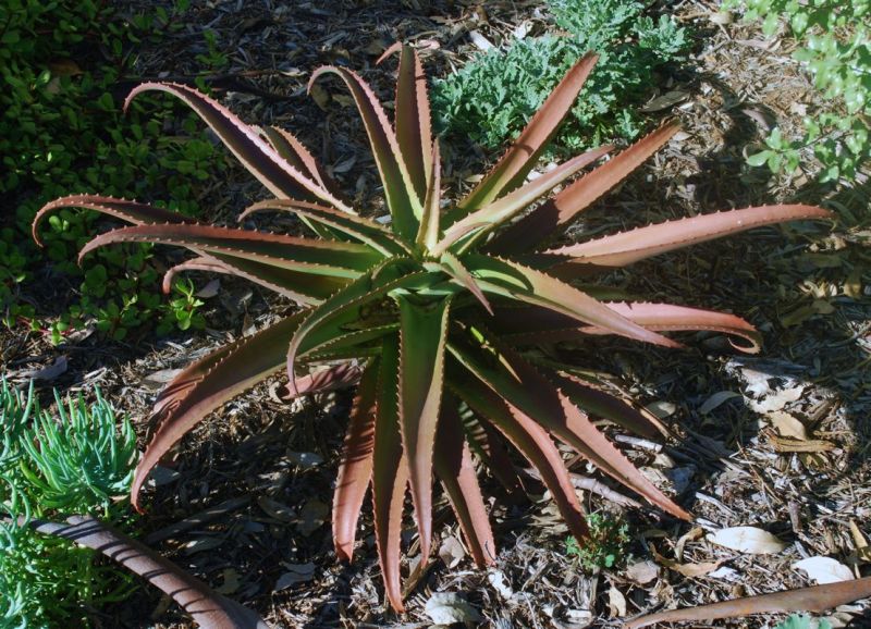 Aloe vaotsanda